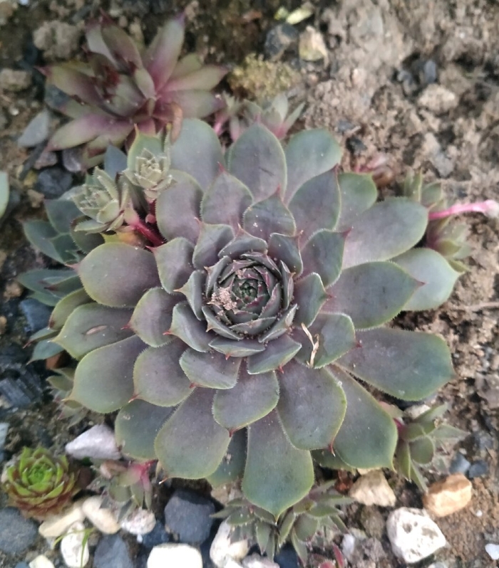 Суккулент молодило