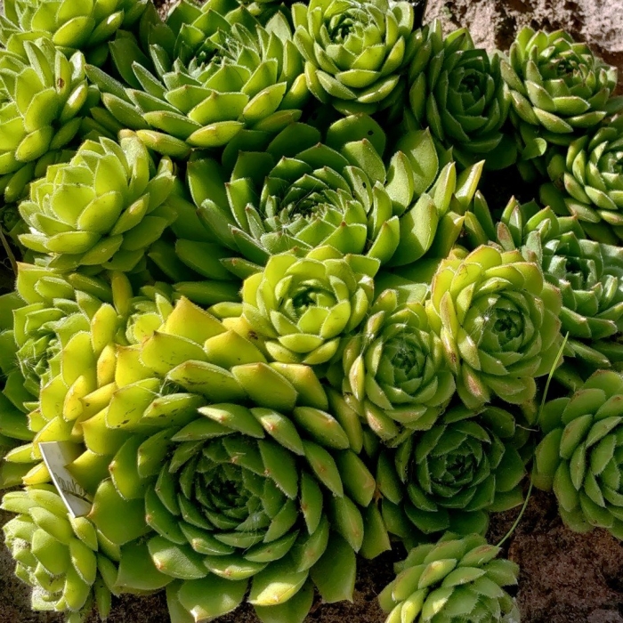 Молодило — sempervivum soboliferum