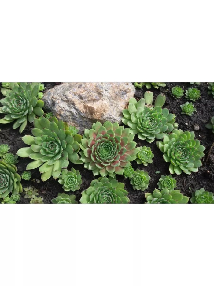 Молодило кровельное