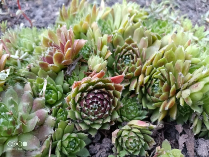 Молодило паутинистое