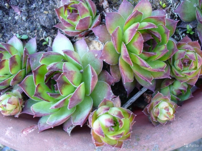 Очиток каменная роза