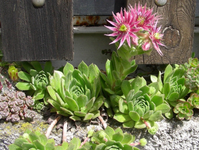 Суккуленты молодило семпервивум