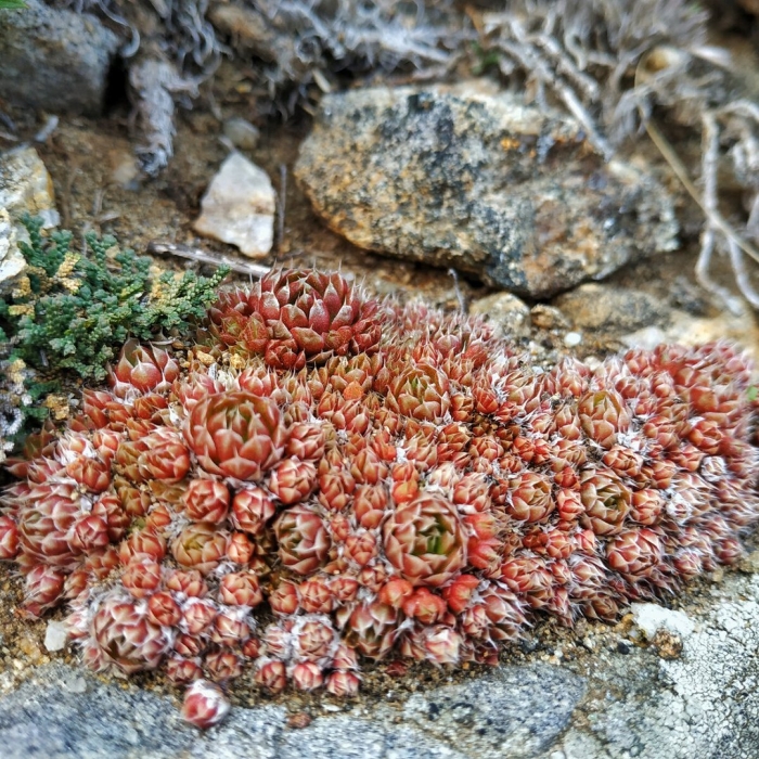 Sempervivum caucasicum