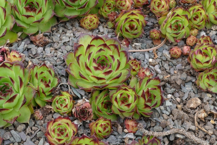 Sempervivum tectorum