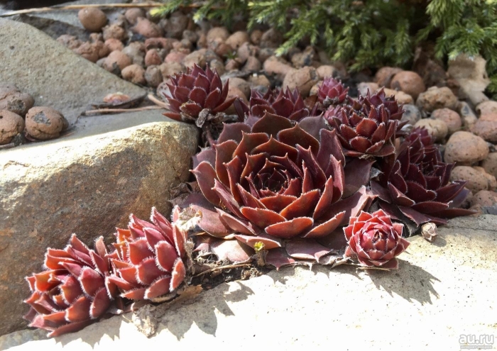 Молодило паутинистое rubin