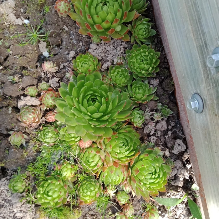 Цветок молодило