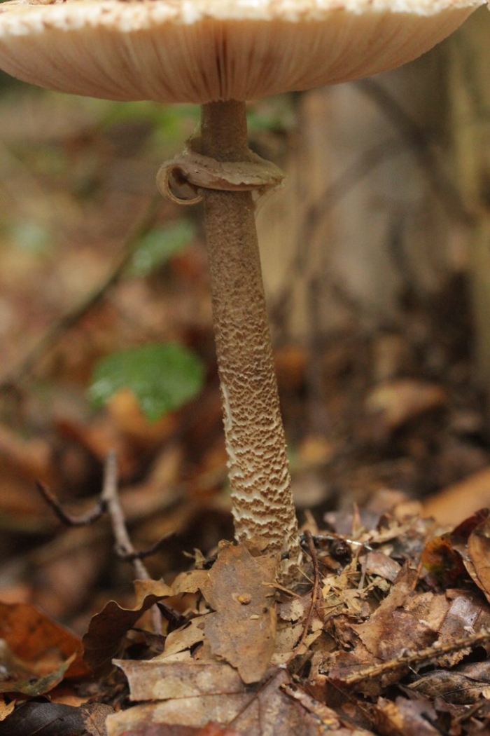 Гриб зонтик девичий macrolepiota puellaris
