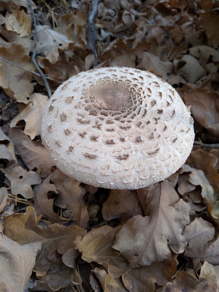 Macrolepiota procera