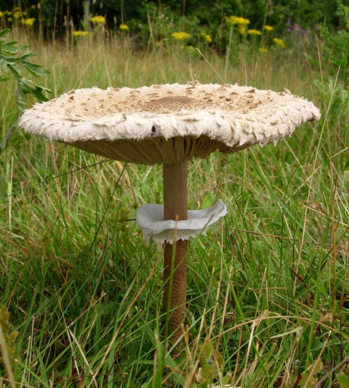 Macrolepiota procera