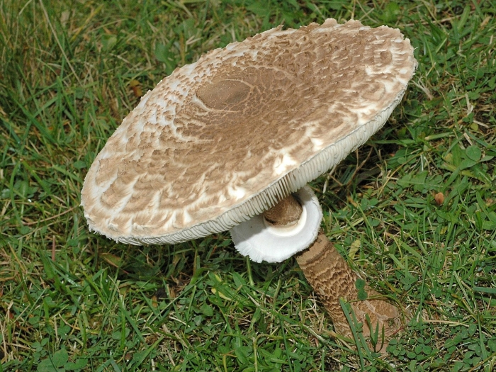 Macrolepiota procera гриб