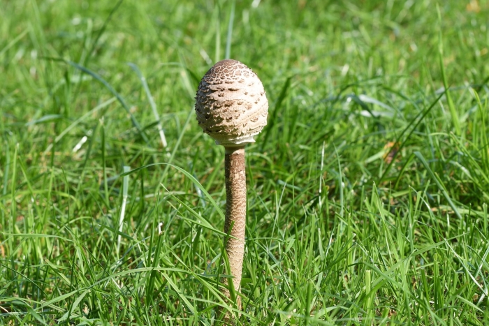 Макролепиота процера