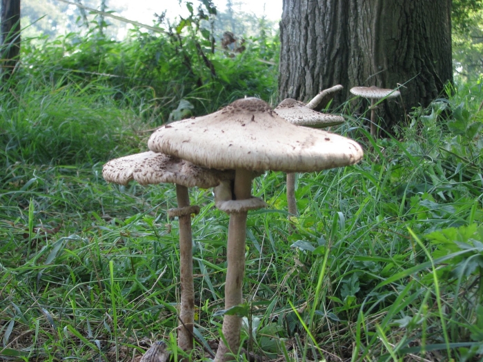 Гриб зонтик пёстрый съедобные