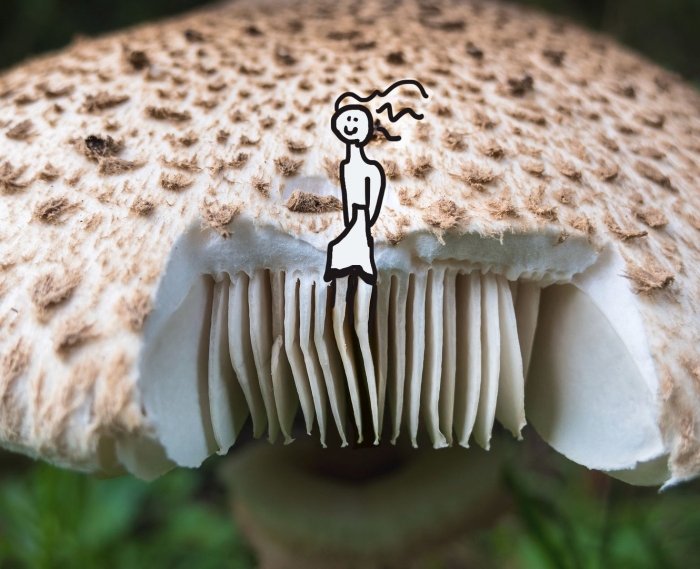Зонтик пёстрый macrolepiota procera