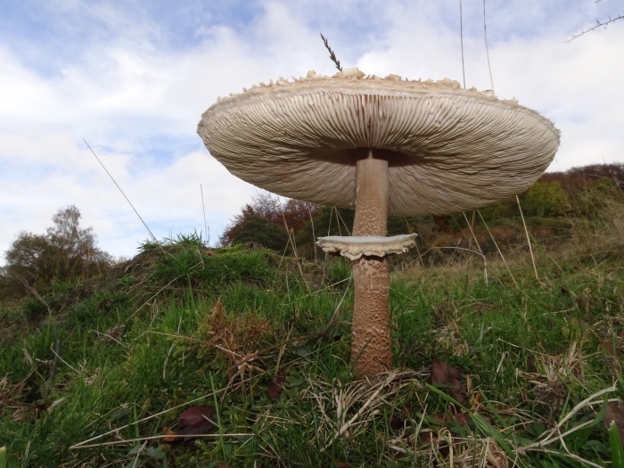 Макролепиота гигант