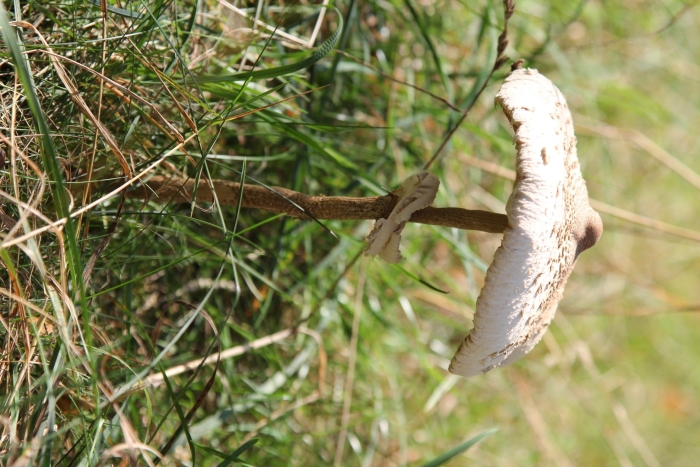 Гриб зонтик