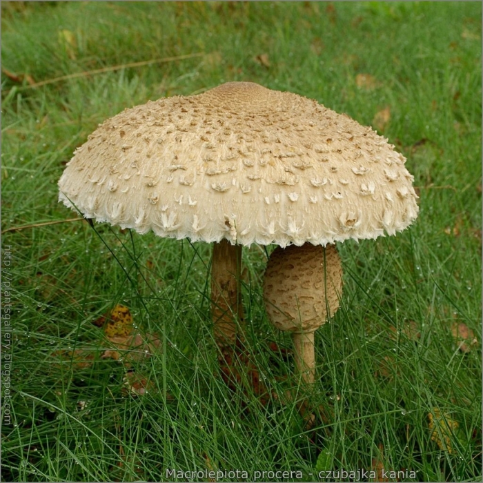 Гриб зонтик пёстрый macrolepiota procera