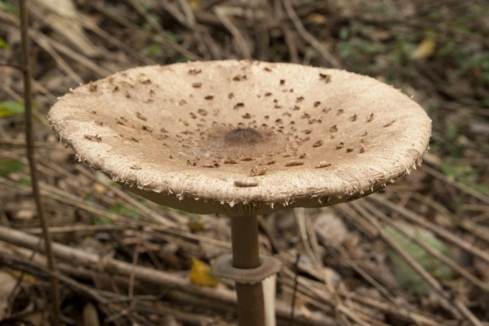 Гриб зонтик пестрый