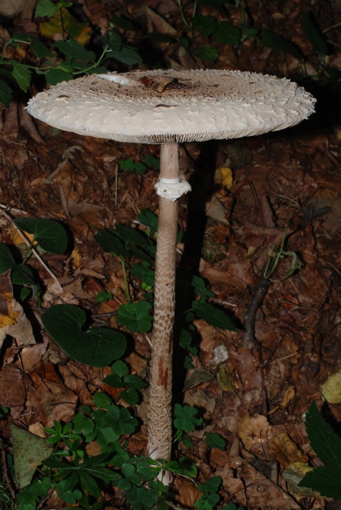 Macrolepiota procera