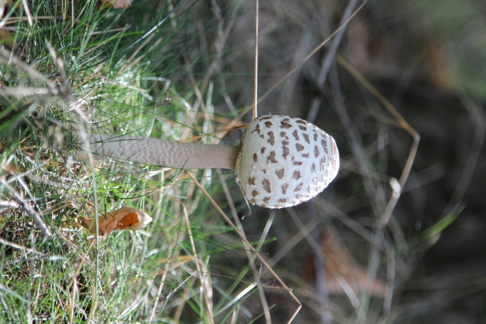 Macrolepiota procera гриб