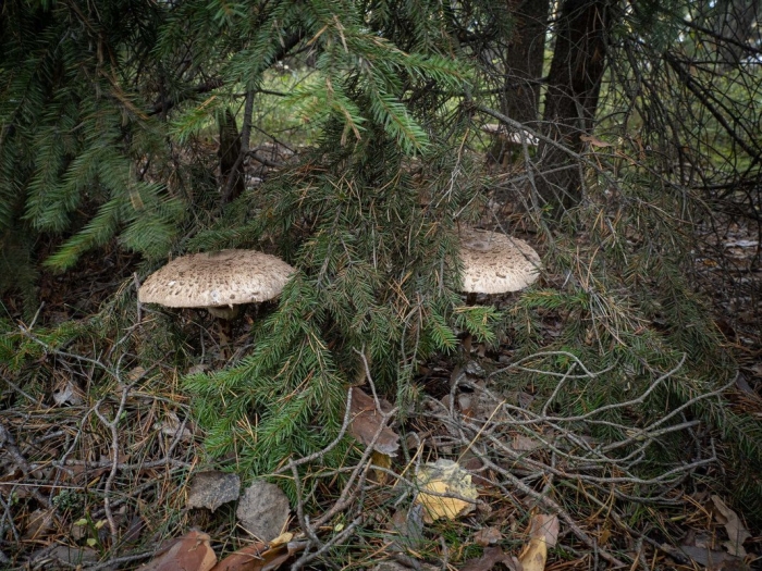 Зонтик пестрый гриб