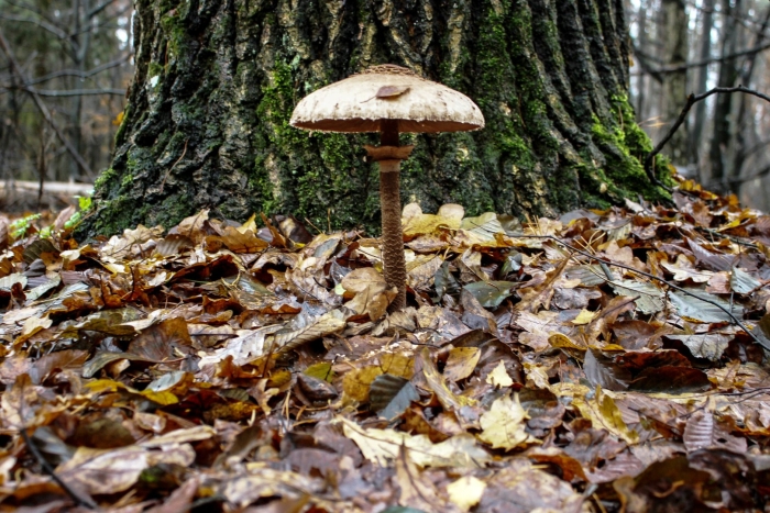 Гриб зонтик пёстрый macrolepiota procera