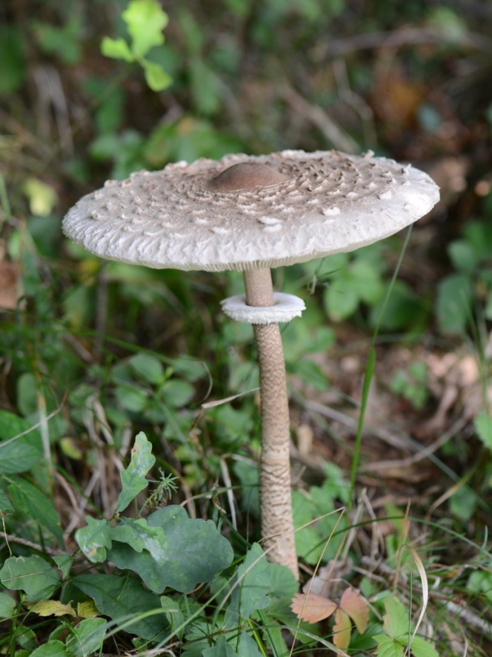 Macrolepiota albuminosa