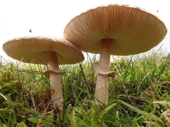 Зонтик пёстрый macrolepiota procera