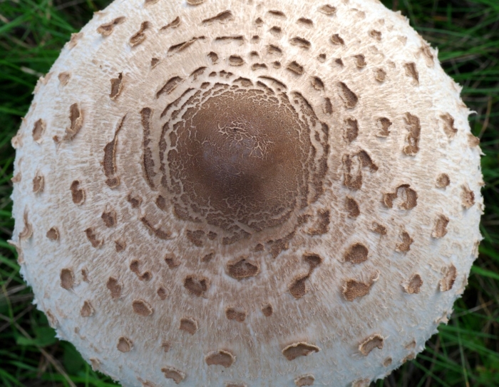 Зонтик пестрый гриб