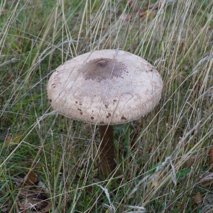 Зонтик пёстрый macrolepiota procera