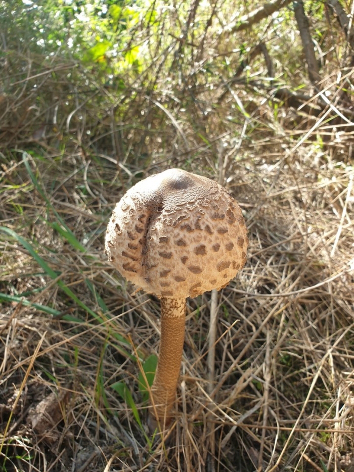 Гриб зонтик съедобный