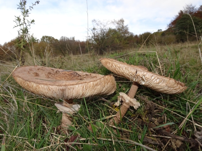 Macrolepiota procera