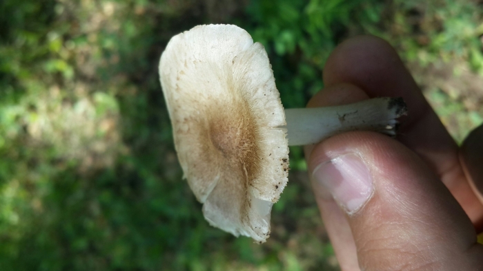 Волоконница волокнистая (inocybe rimosa)