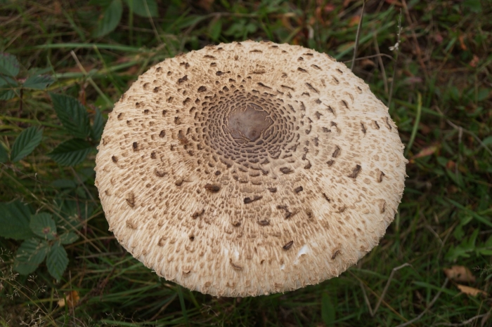 Зонтик пёстрый macrolepiota procera