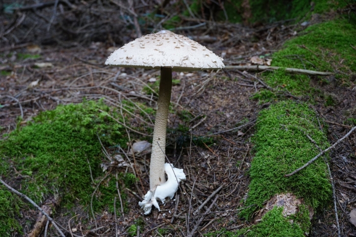 Гриб зонтик пёстрый macrolepiota procera