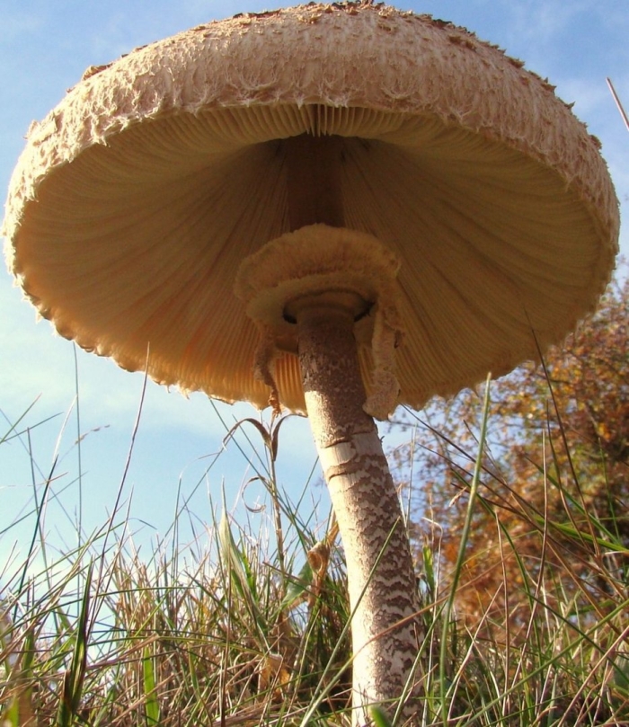 Зонтик пёстрый macrolepiota procera