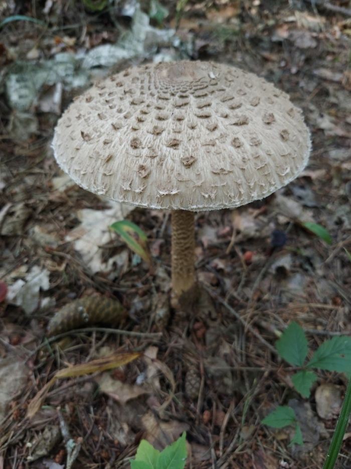 Macrolepiota albuminosa