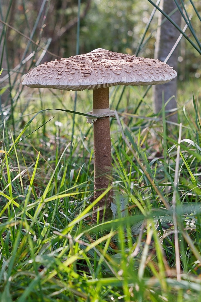 Зонтик пёстрый macrolepiota procera