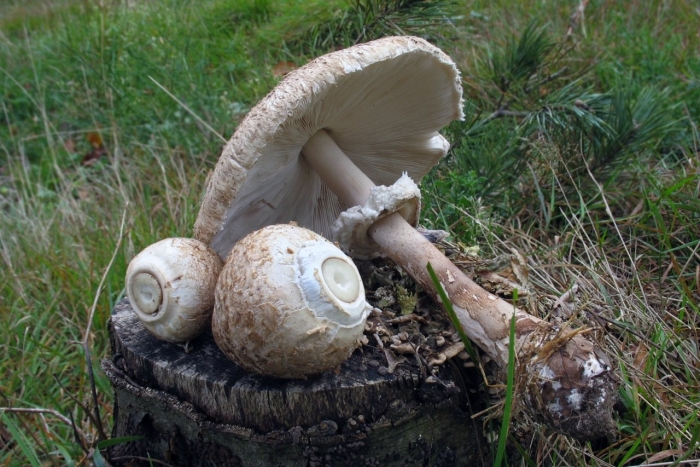 Гриб зонтик краснеющий съедобный