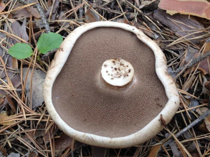 Ежовик пестрый гриб