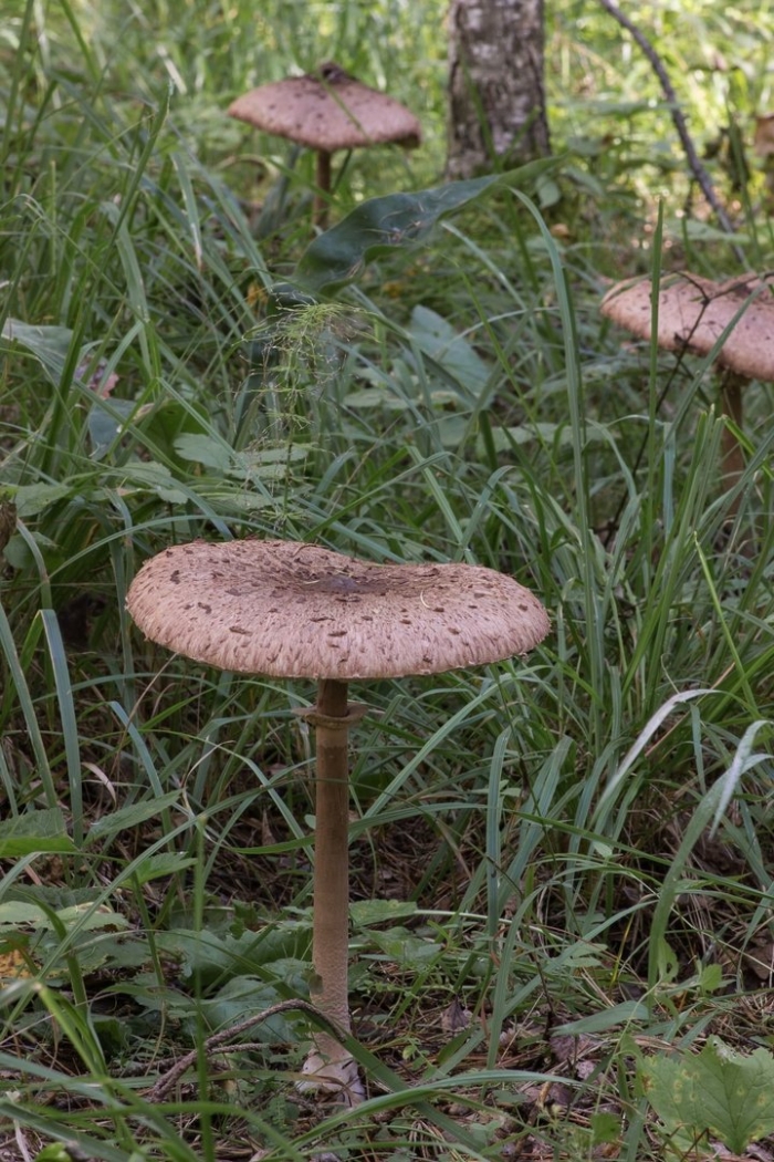 Зонтик пёстрый macrolepiota procera
