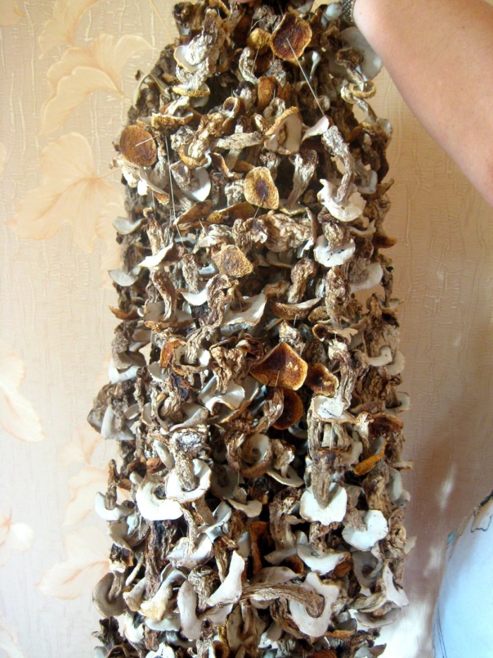 Сушеные белые грибы