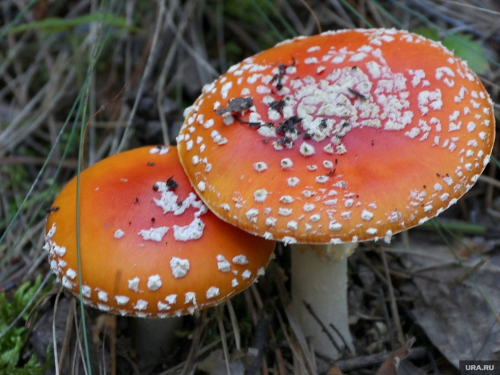 Мухомор красный