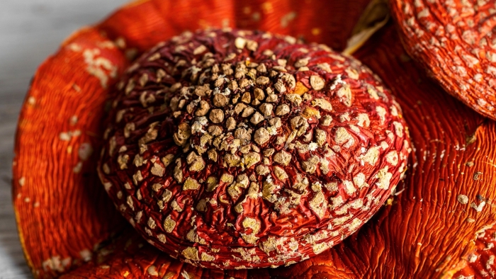 Микродозинг красного мухомора