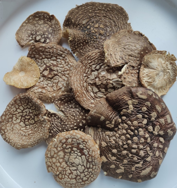 Королевский мухомор сушеный