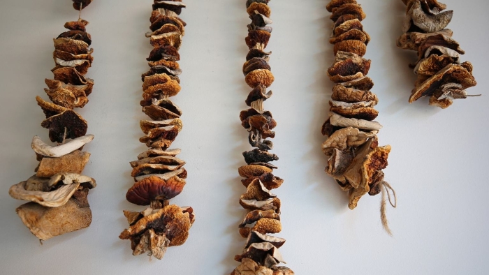 Сушка грибов