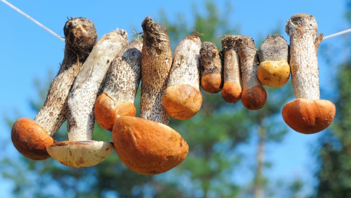 Грибы на веревочке