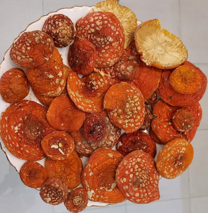 Пантерный мухомор сушеный