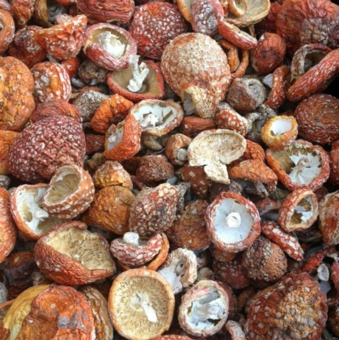 Пантерный мухомор сушеный