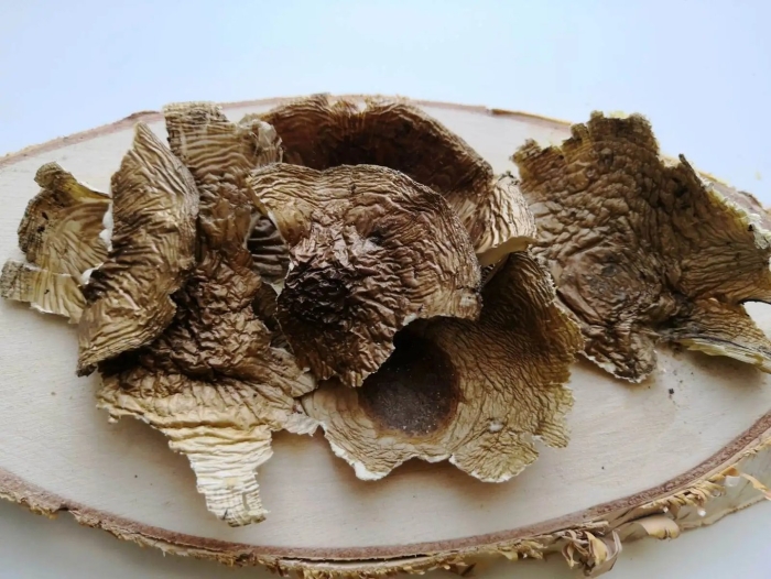 Ежовик пантерный