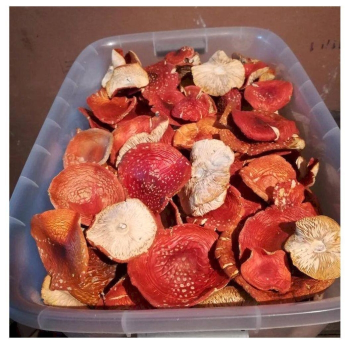 Мухомор сушеный